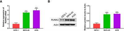 RUNX2 promotes gastric cancer progression through the transcriptional activation of MGAT5 and MMP13